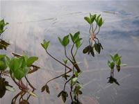 2006-08-03 11-36-18_0245.jpg (64kb)